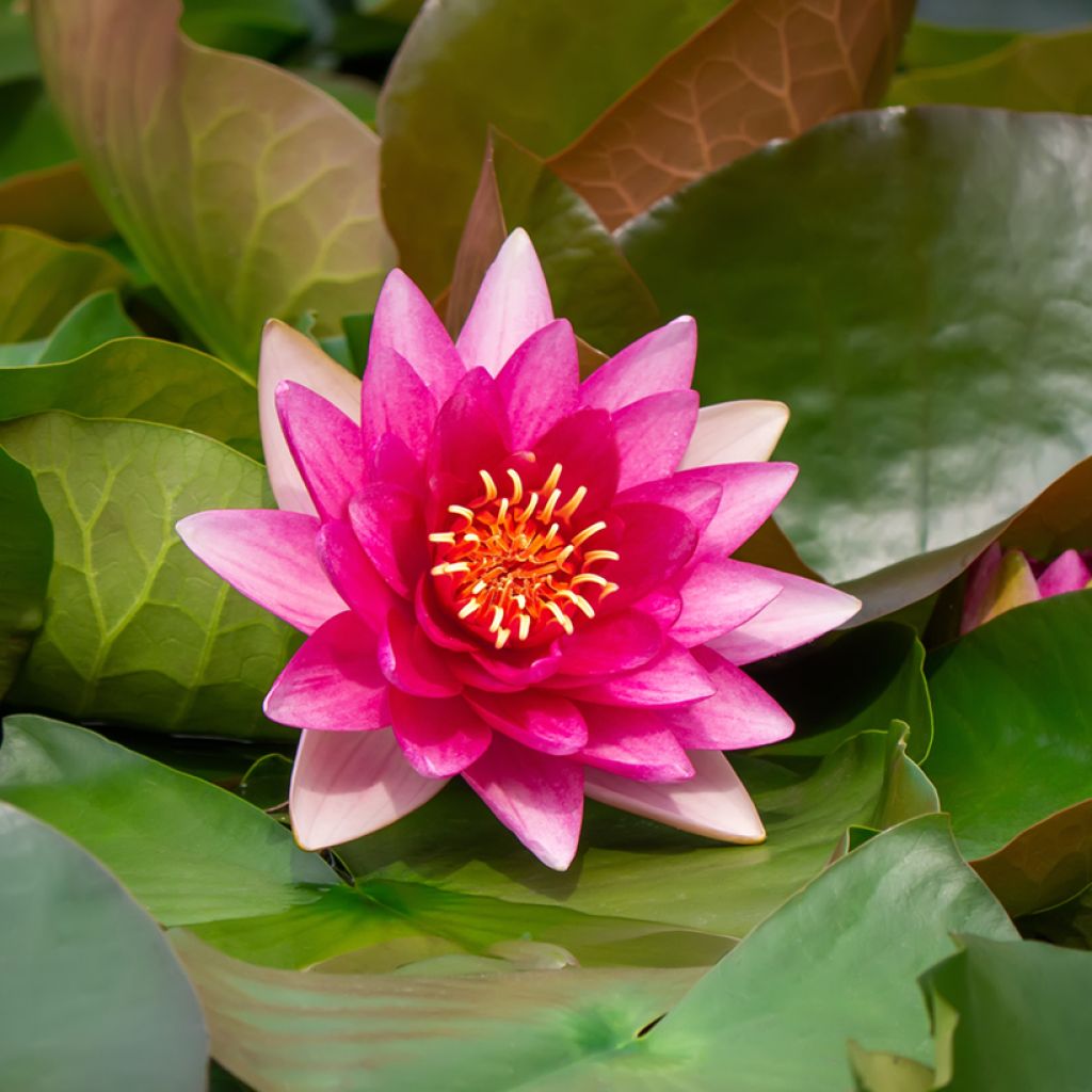 Nymphaea Escarboucle