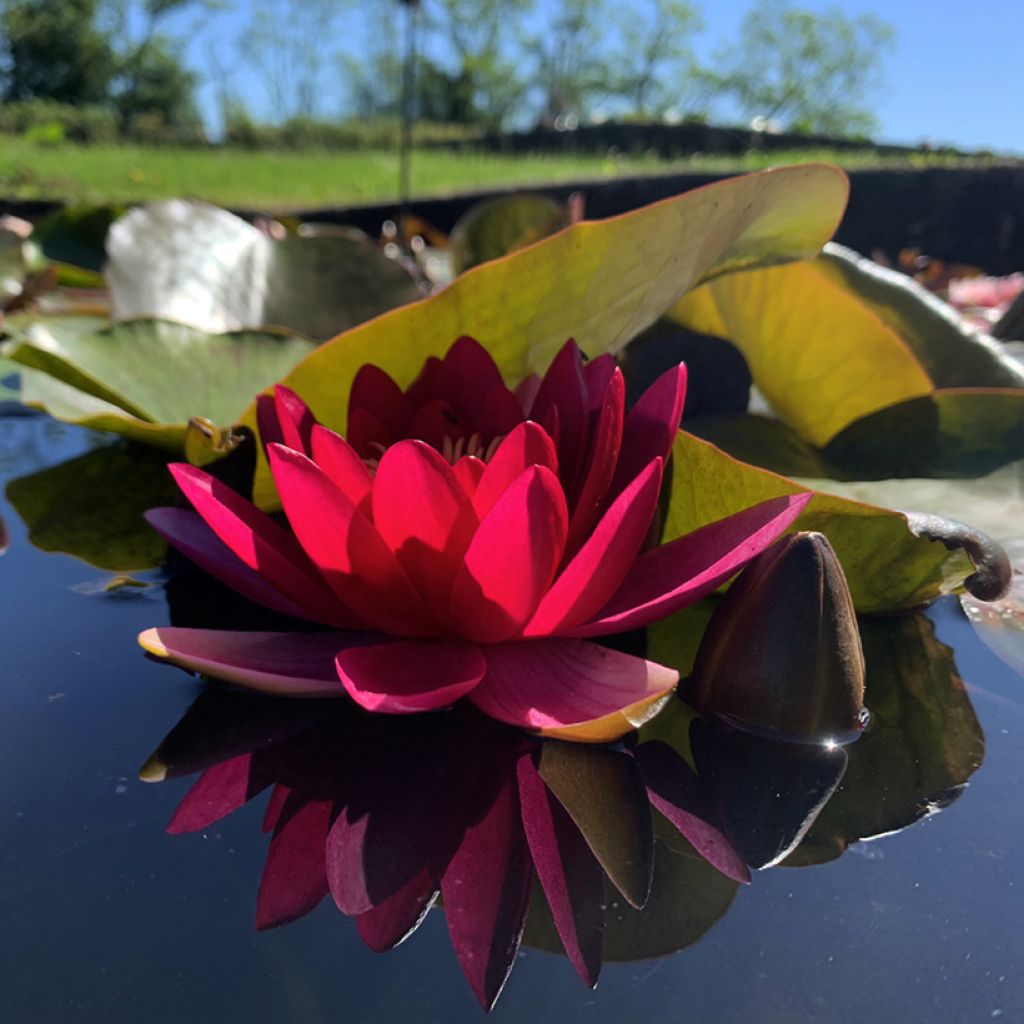 Nymphaea Escarboucle