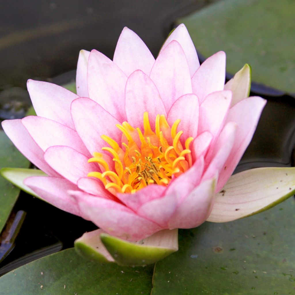 Nymphaea Fabiola