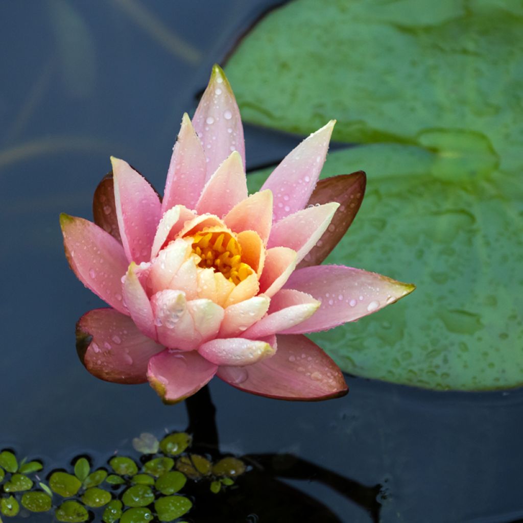 Nymphaea Fabiola