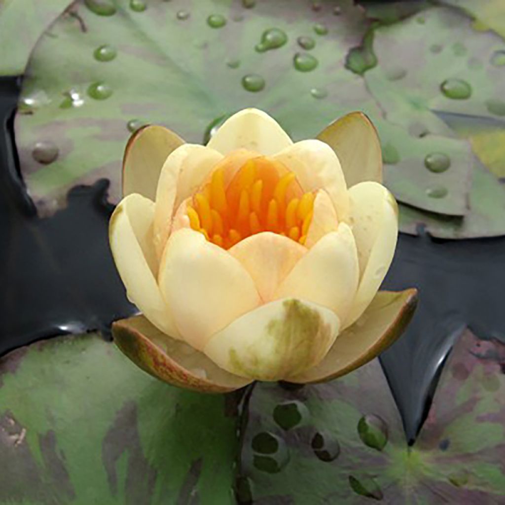 Nymphaea Graziella