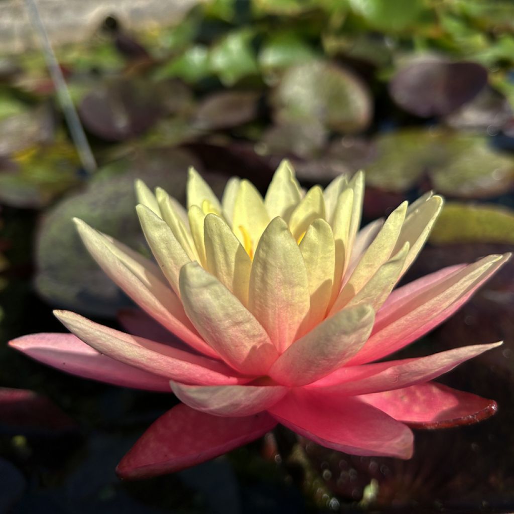 Nymphaea Gregg's Orange Beauty