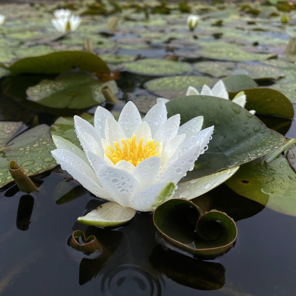 Nymphaea Hermine