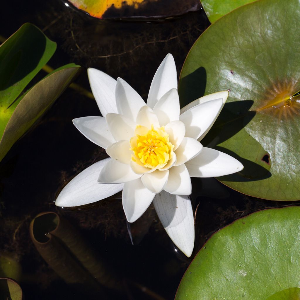 Nymphaea Hermine