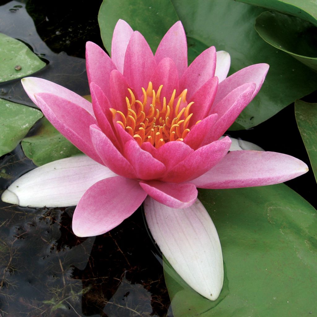 Nymphaea Jean de la Marsalle