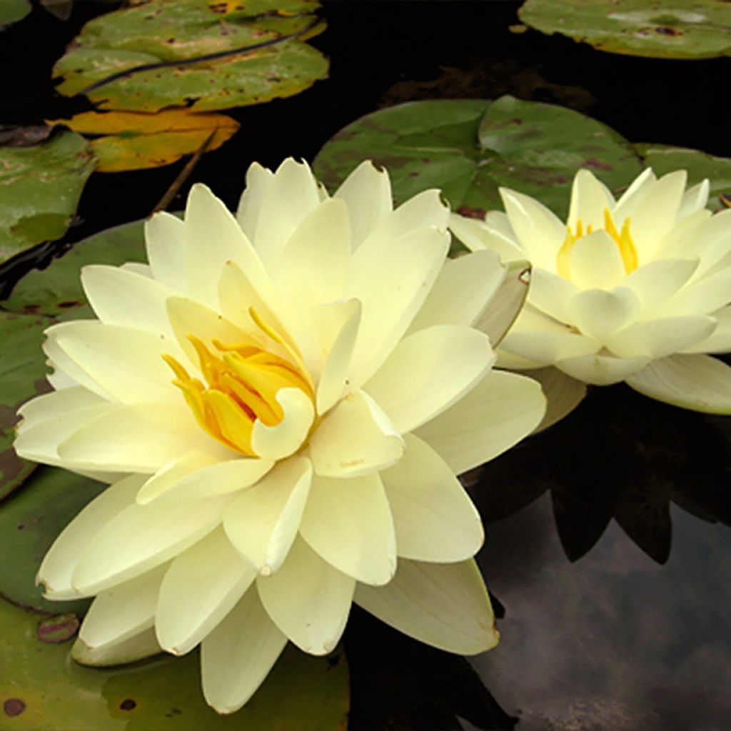 Nymphaea Lemon Chiffon