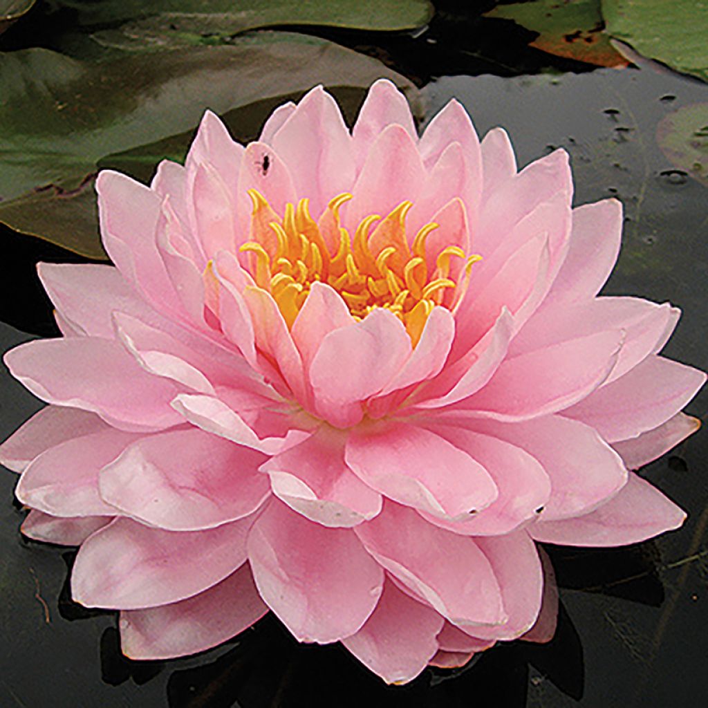 Nymphaea Lily Pons