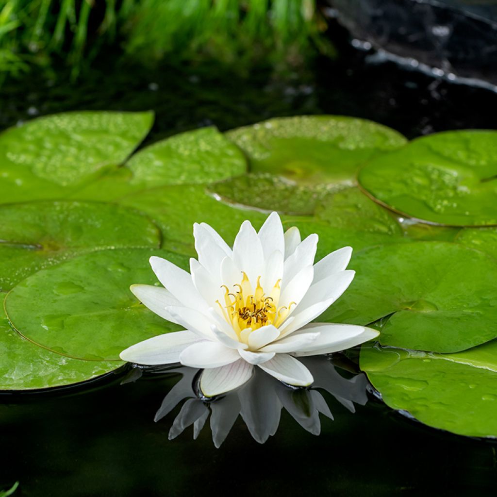 Nymphaea Marliacea Albida