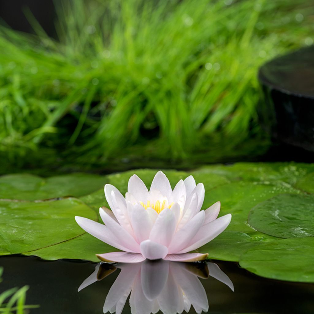 Nymphaea Marliacea Carnea