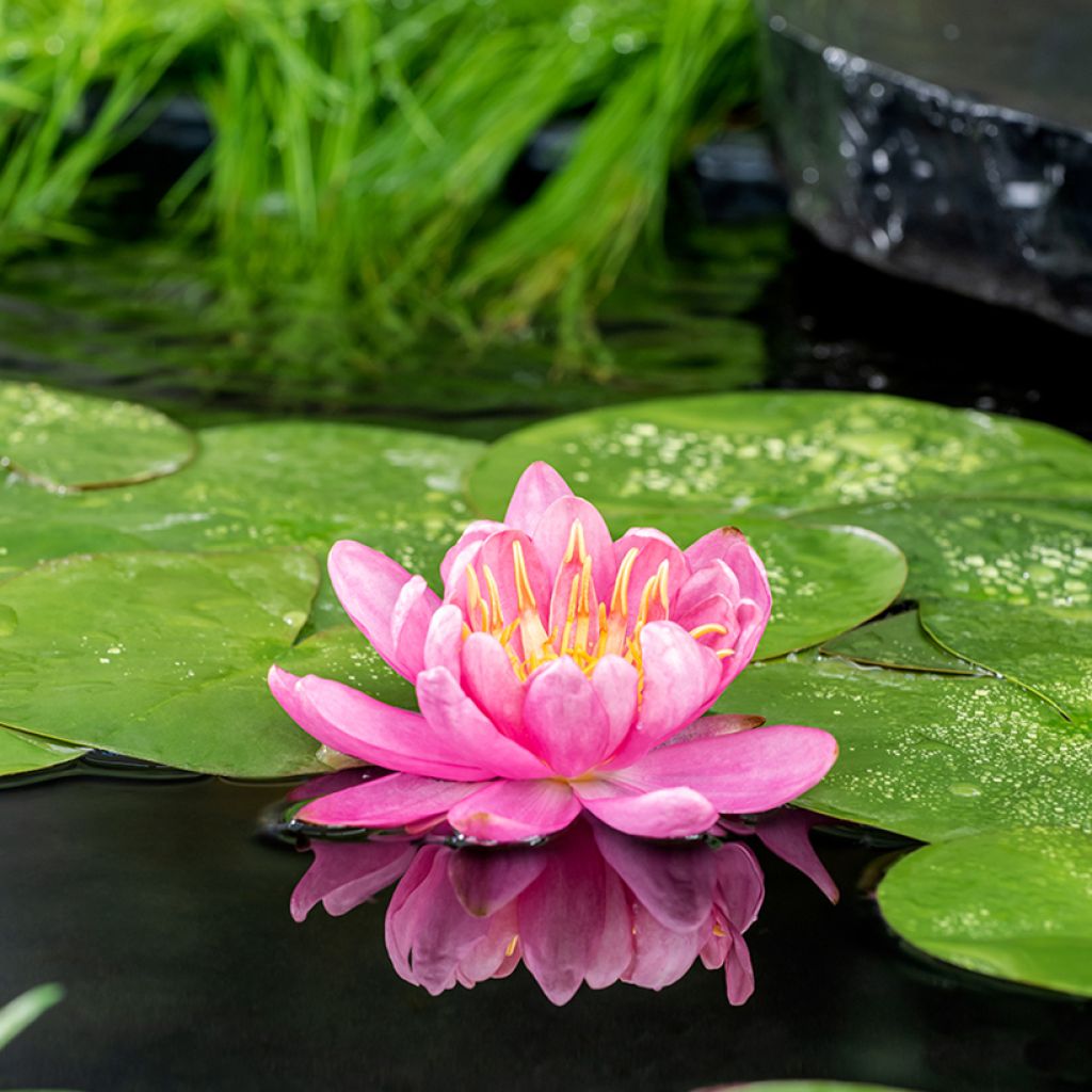 Nymphaea Mayla