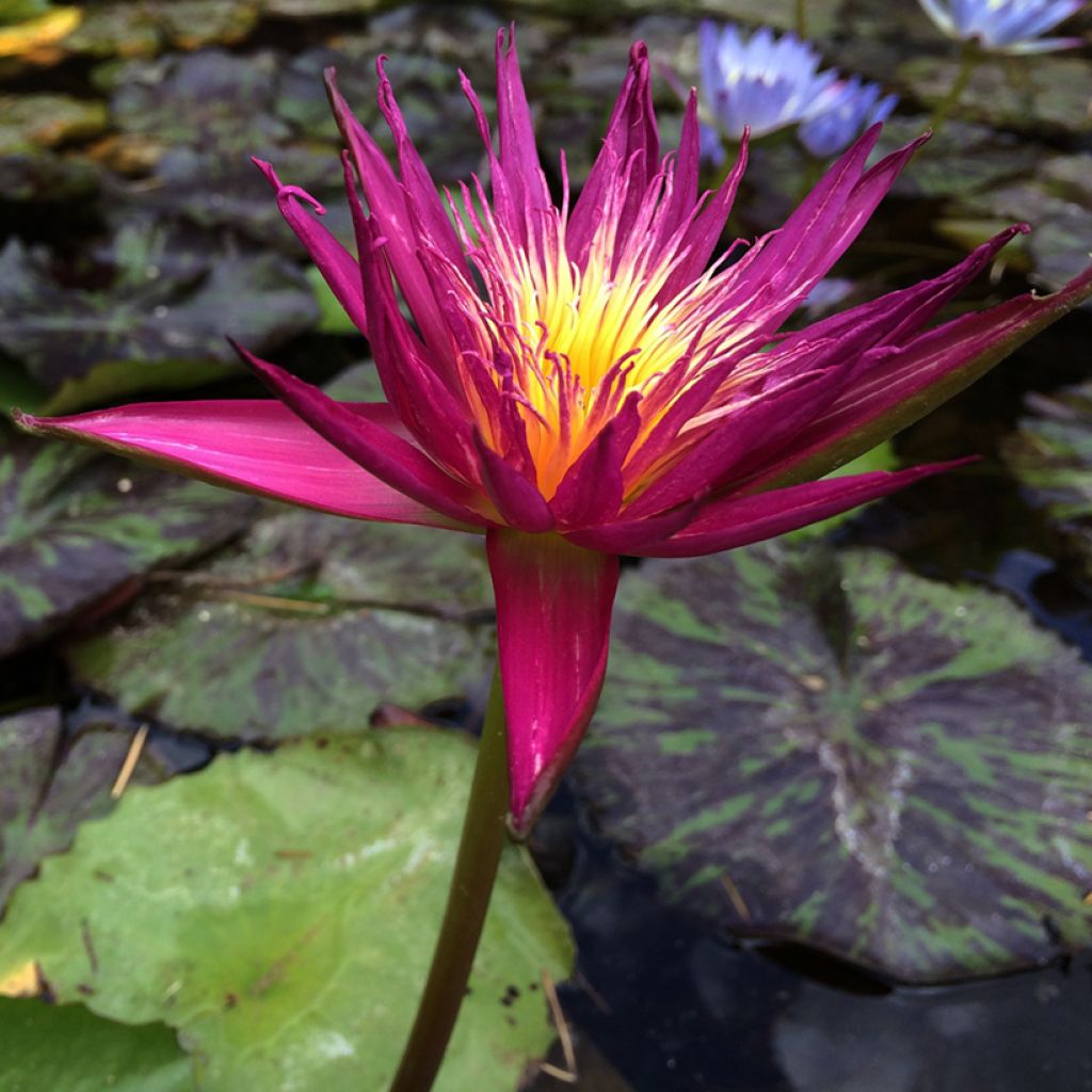 Nymphaea Miami Rose