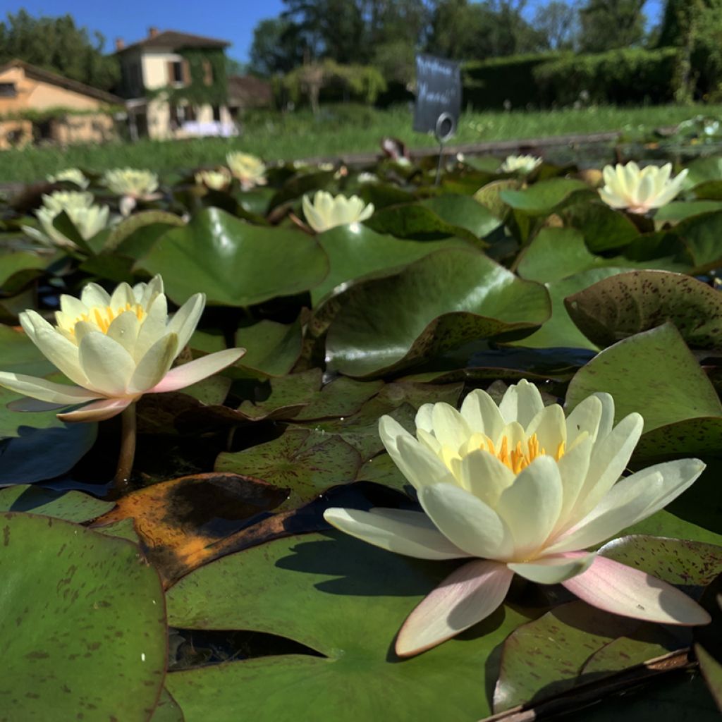 Nymphaea Moorei