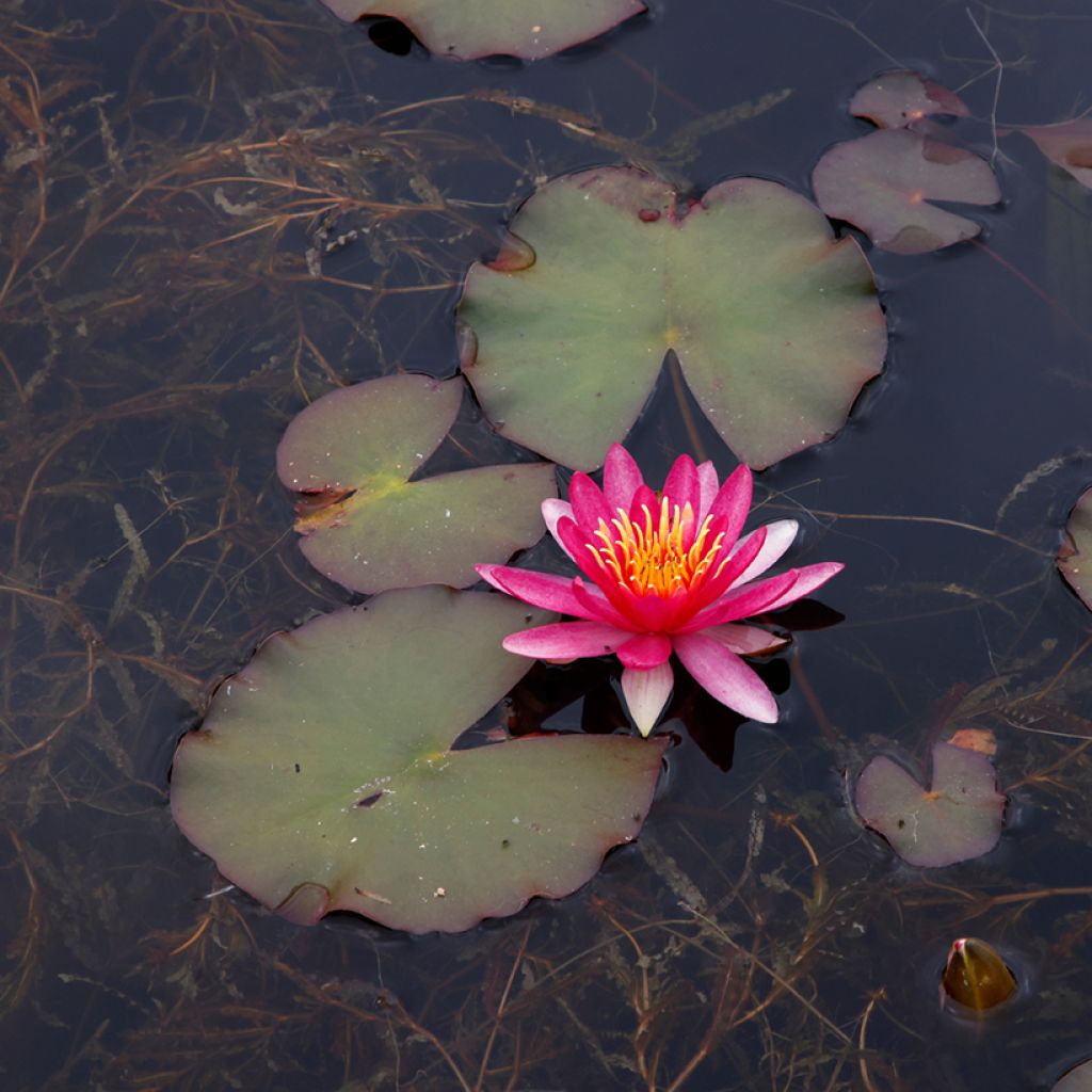 Nymphaea Newton