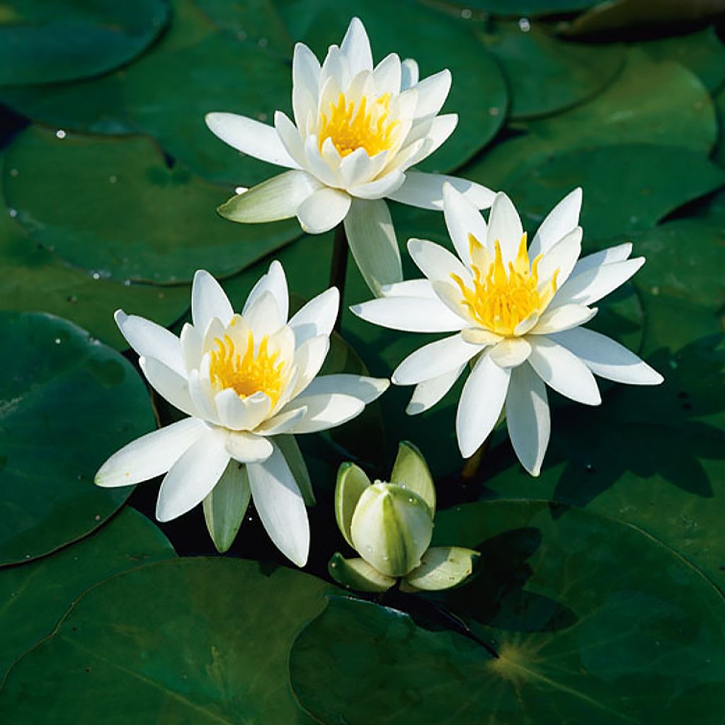 Nymphaea odorata Alba