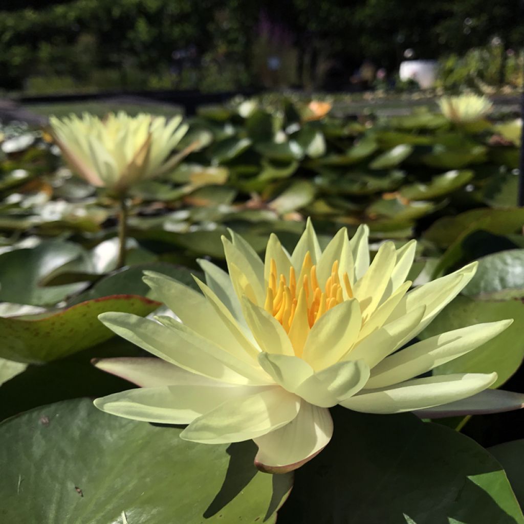 Nymphaea odorata Sulphurea Grandiflora