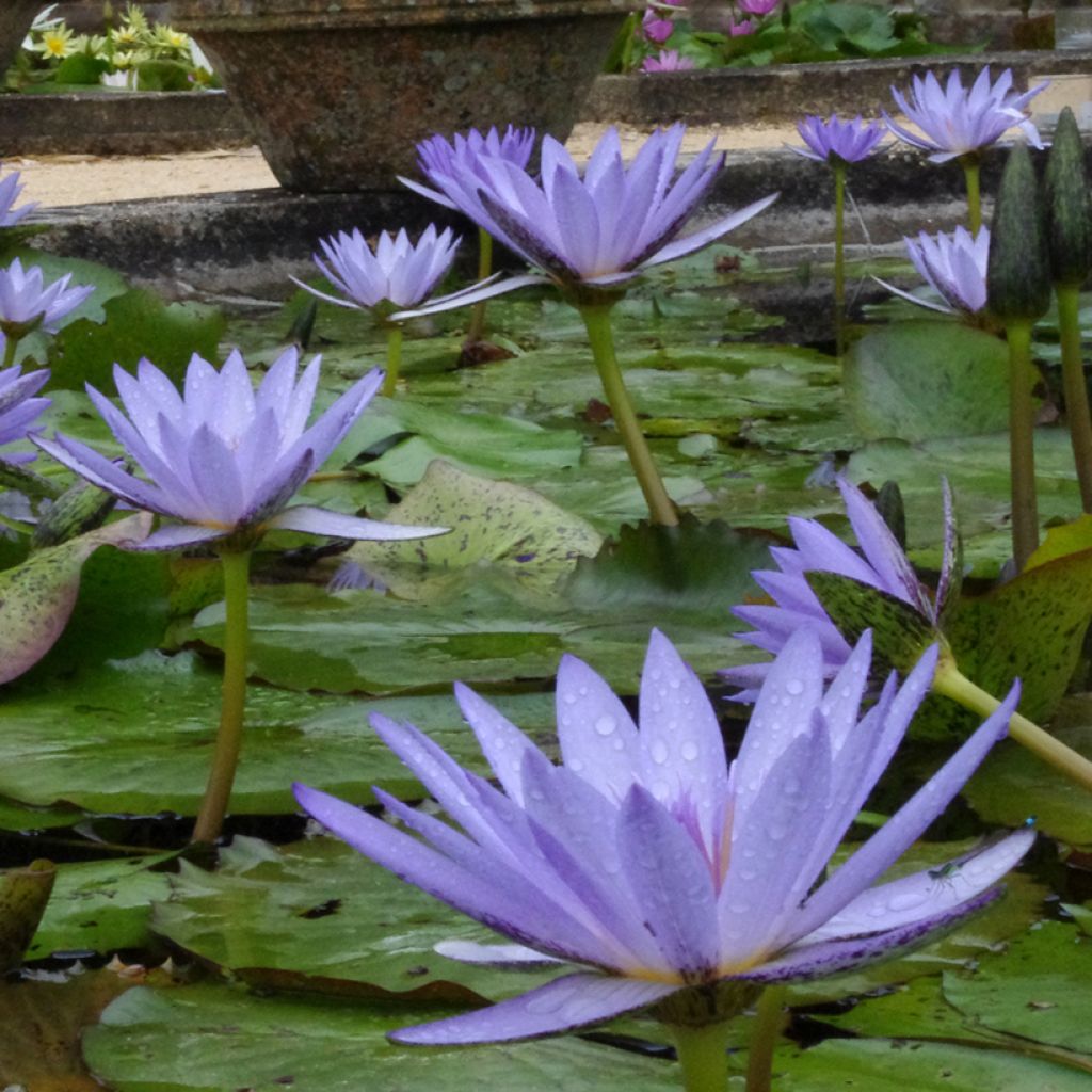 Nymphaea Pennsylvania