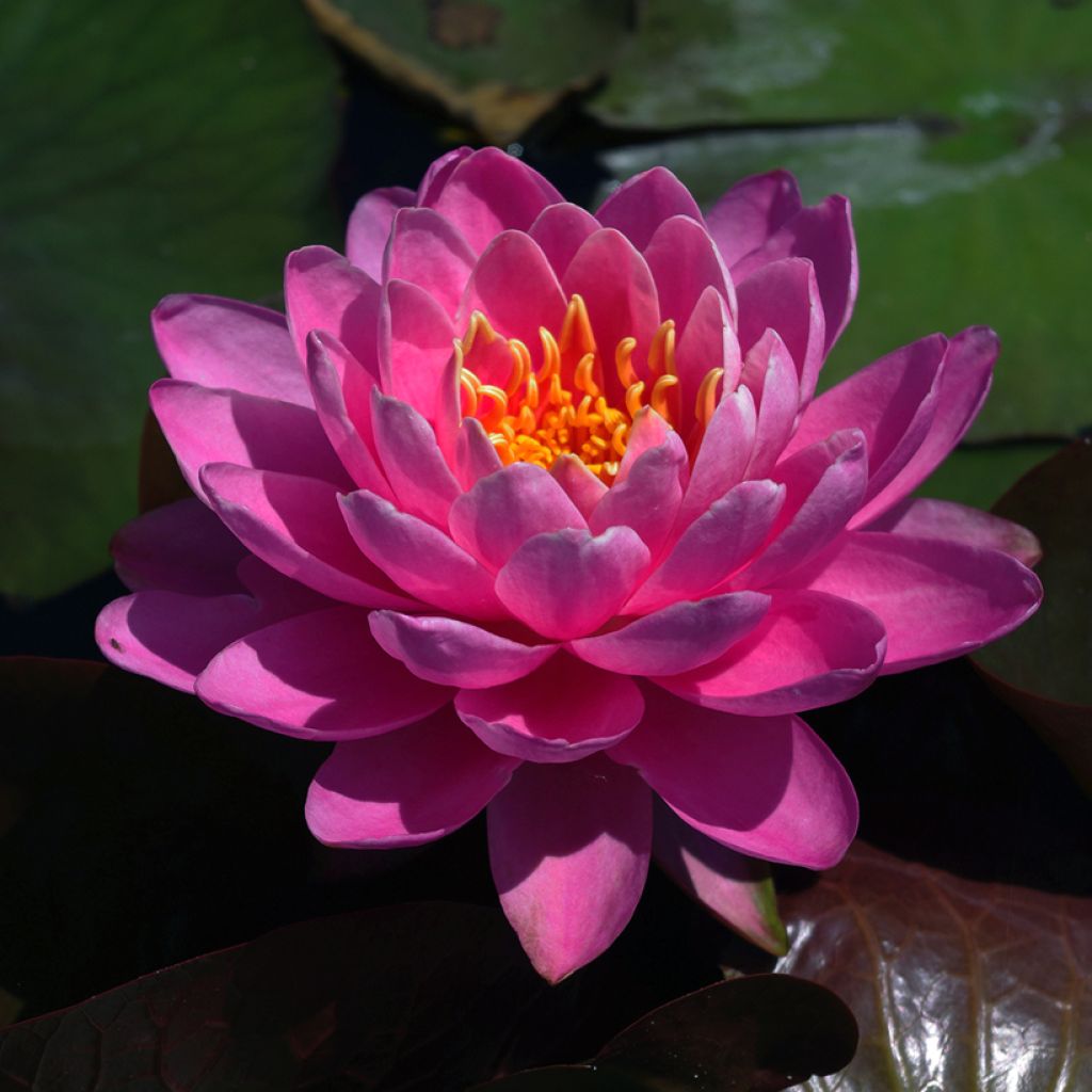 Nymphaea Fire Opal