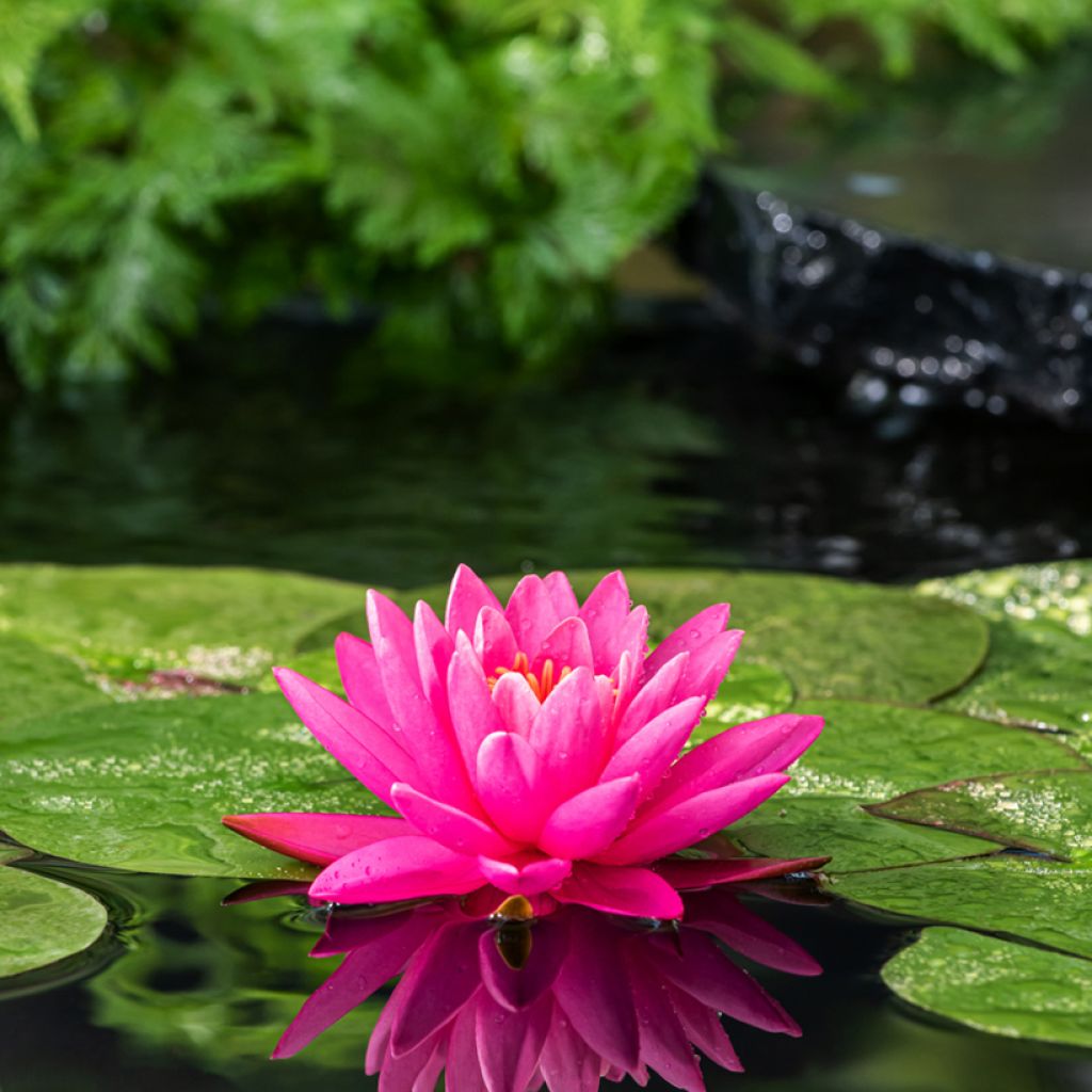 Nymphaea Perry's Magnificent