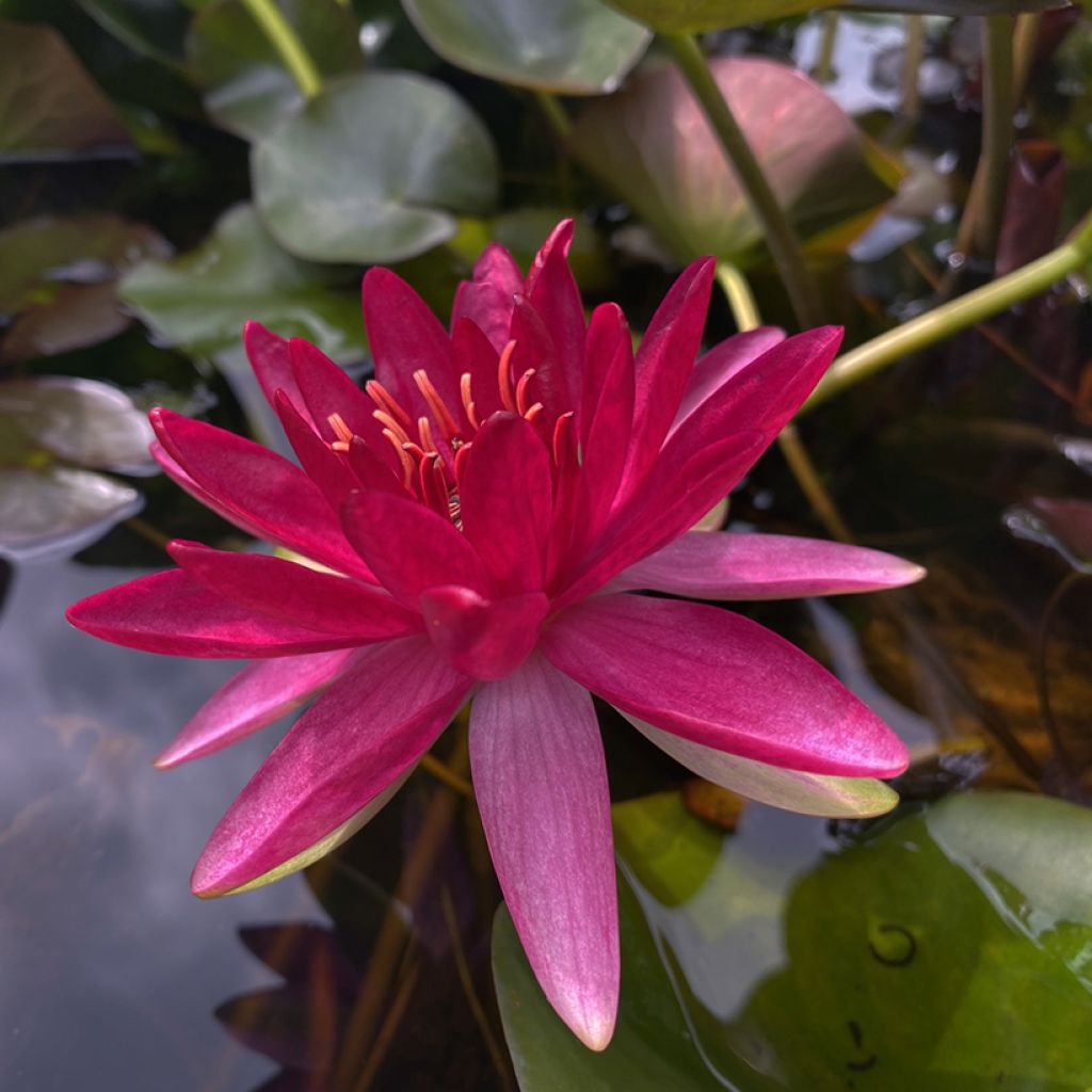 Nymphaea Perry's Red Glow