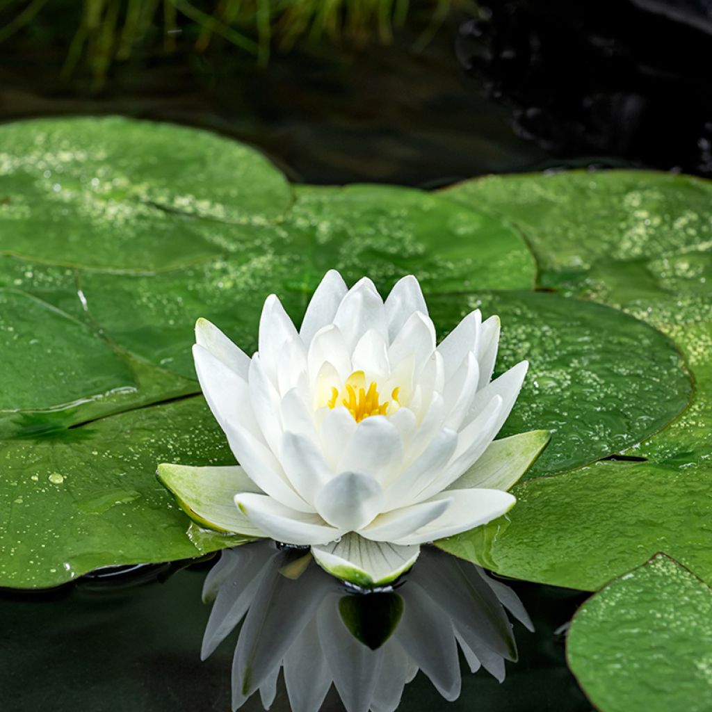 Nymphaea Perry's Double White