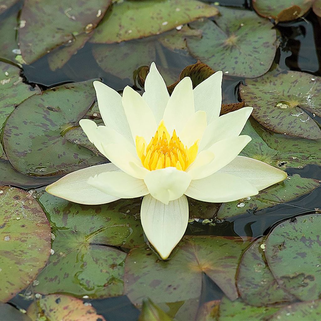 Nymphaea Pygmea Helvola