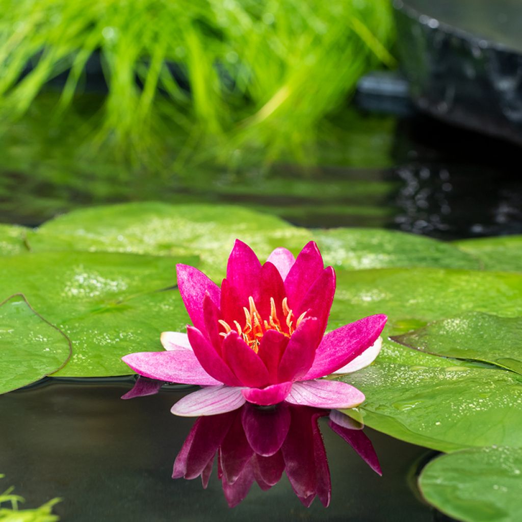 Nymphaea Pygmea Rubra