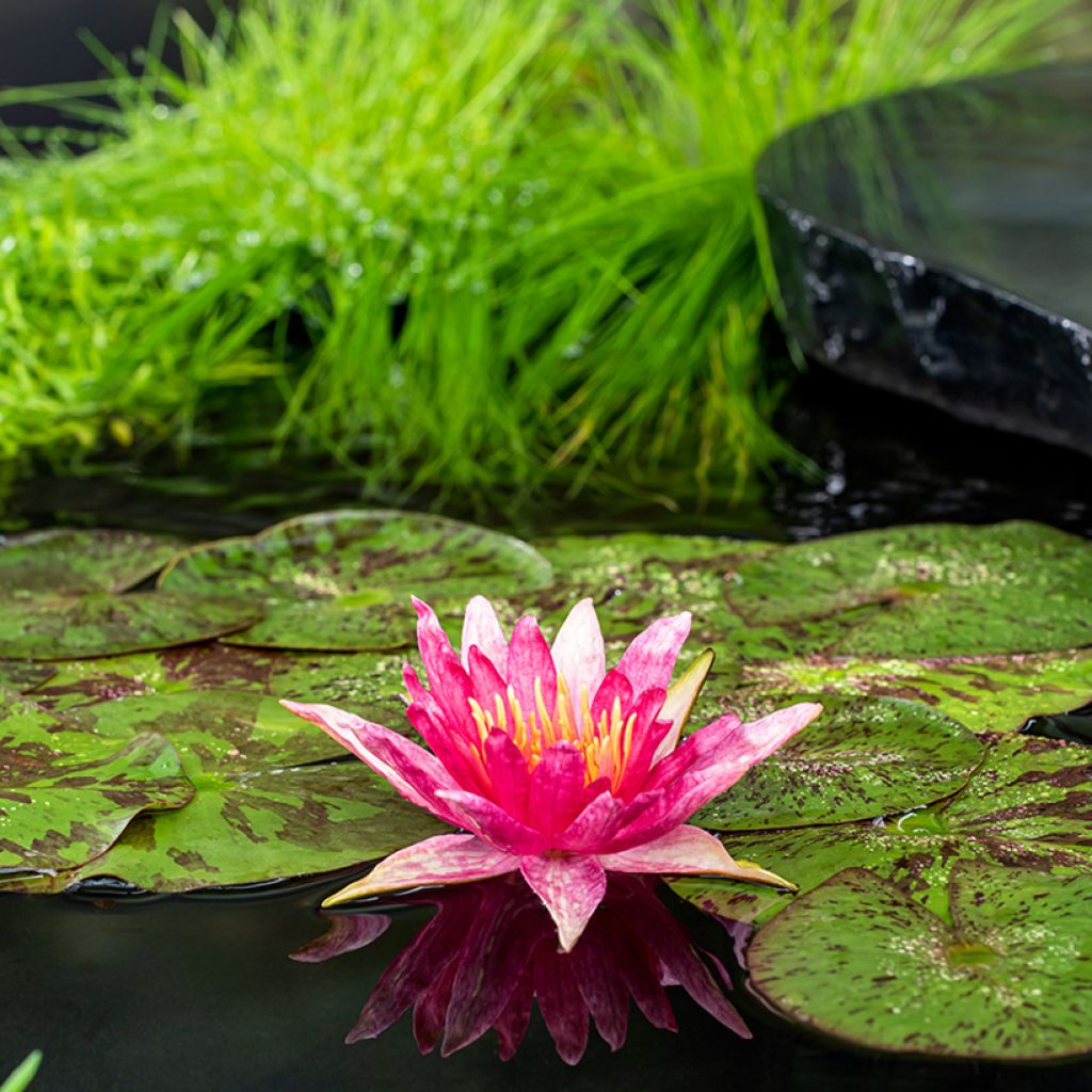 Nymphaea Red Spider