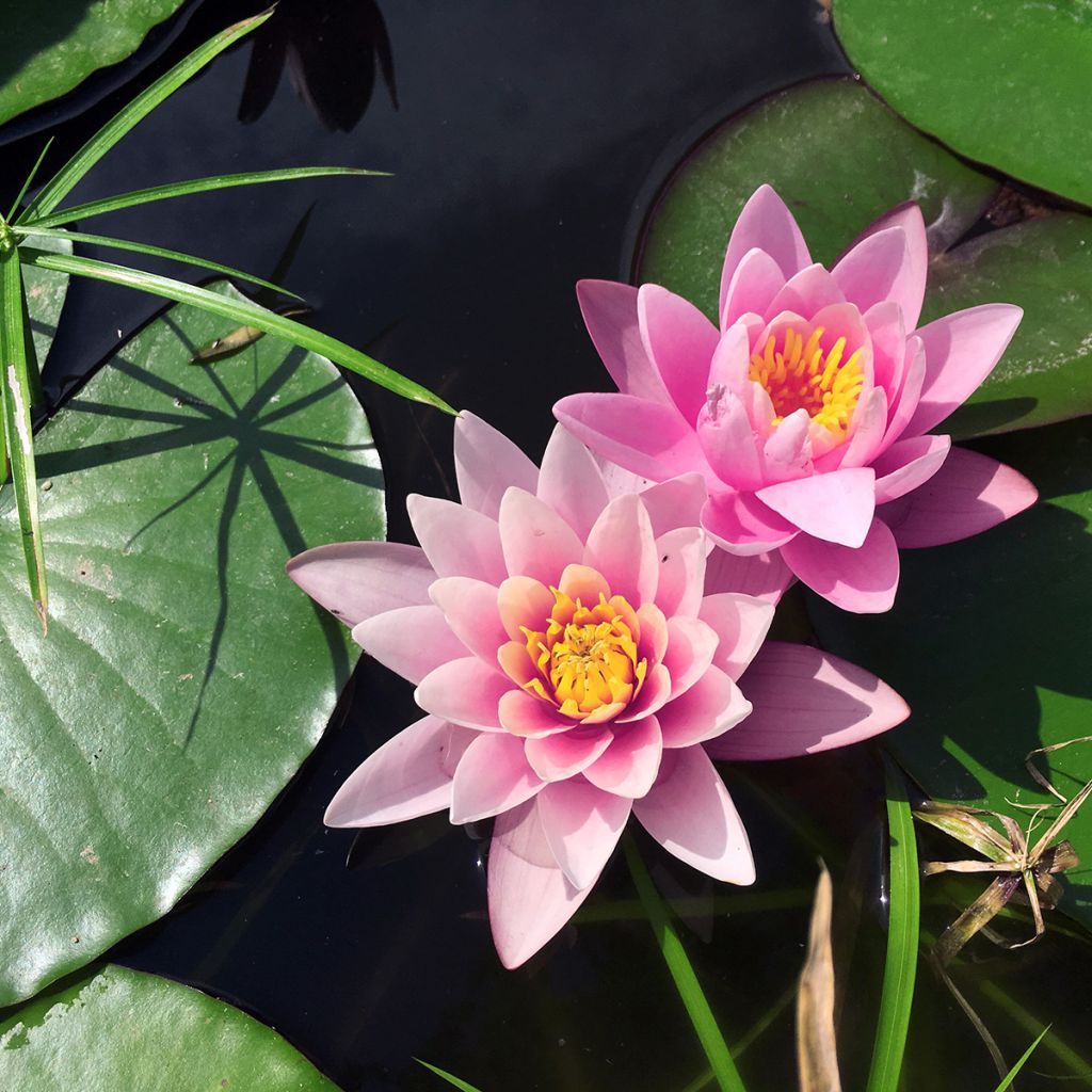 Nymphaea Rose Arey