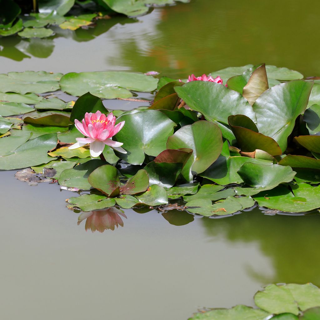 Nymphaea Rose Arey