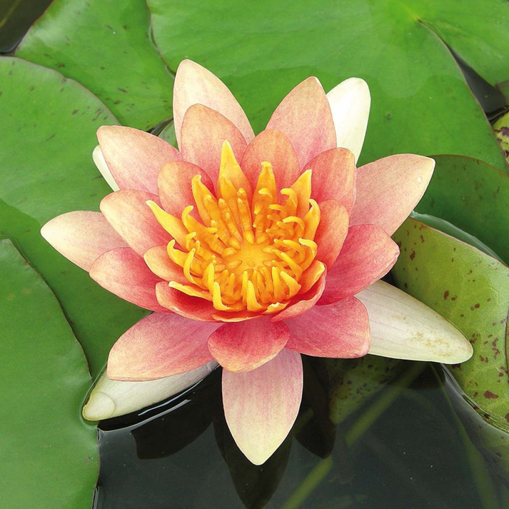 Nymphaea Sioux