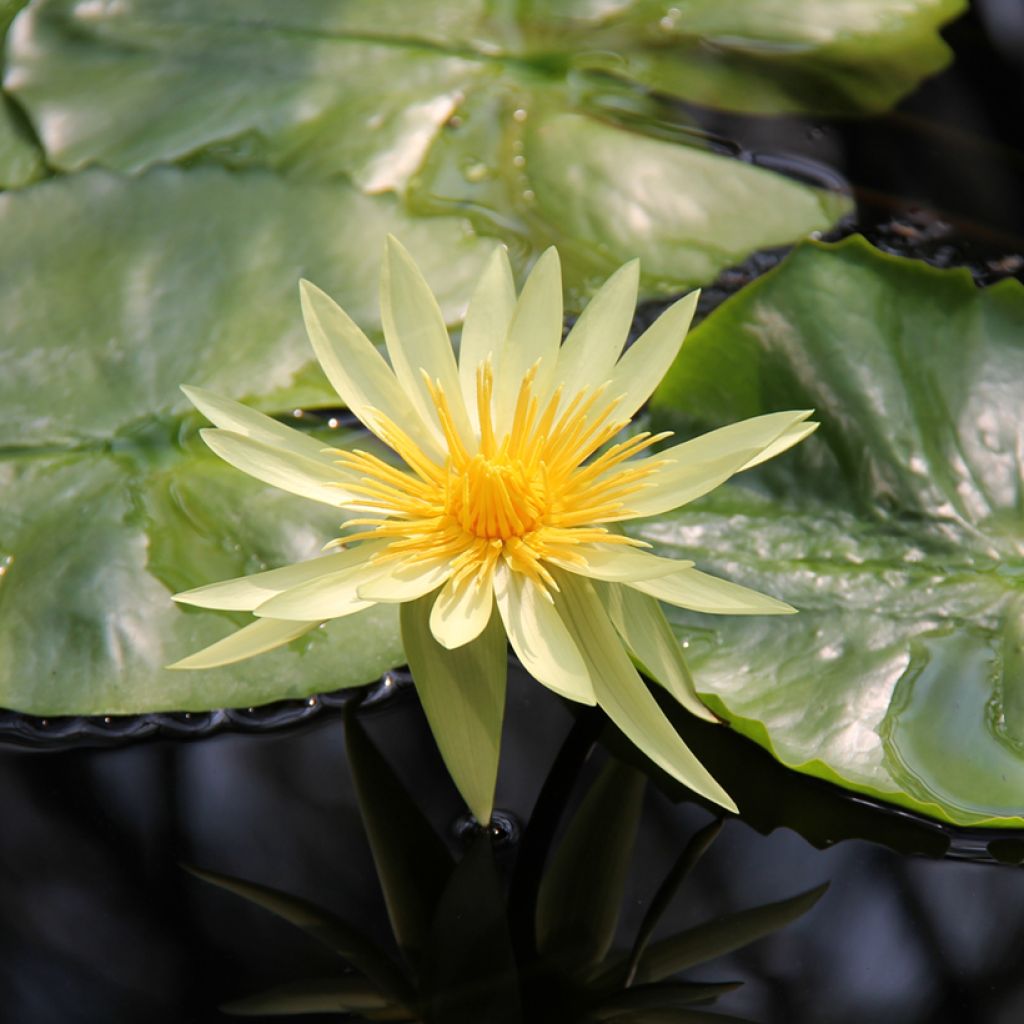 Nymphaea St. Louis Gold