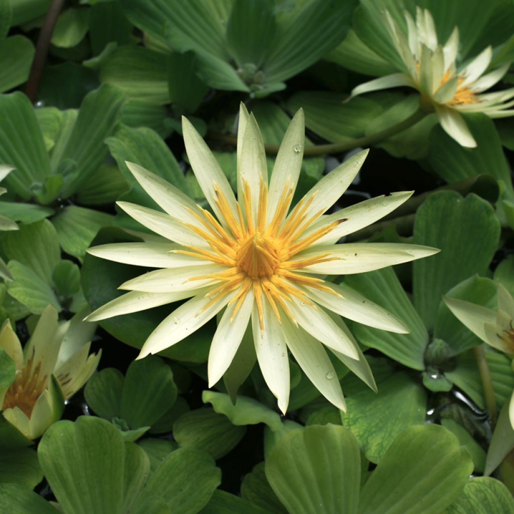 Nymphaea St. Louis Gold