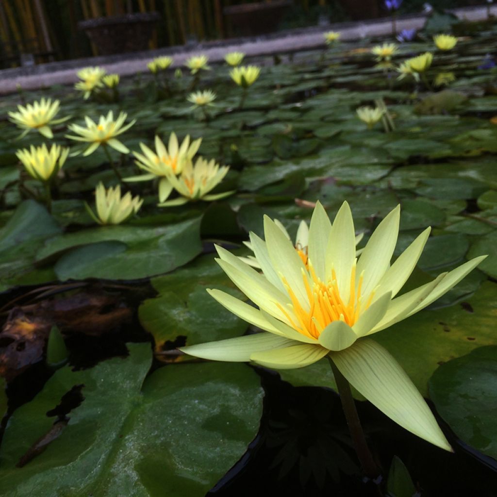 Nymphaea St. Louis Gold