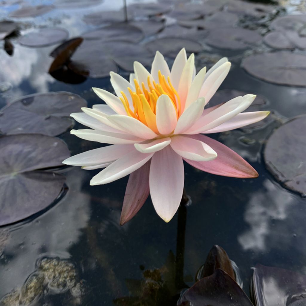 Nymphaea Starbright