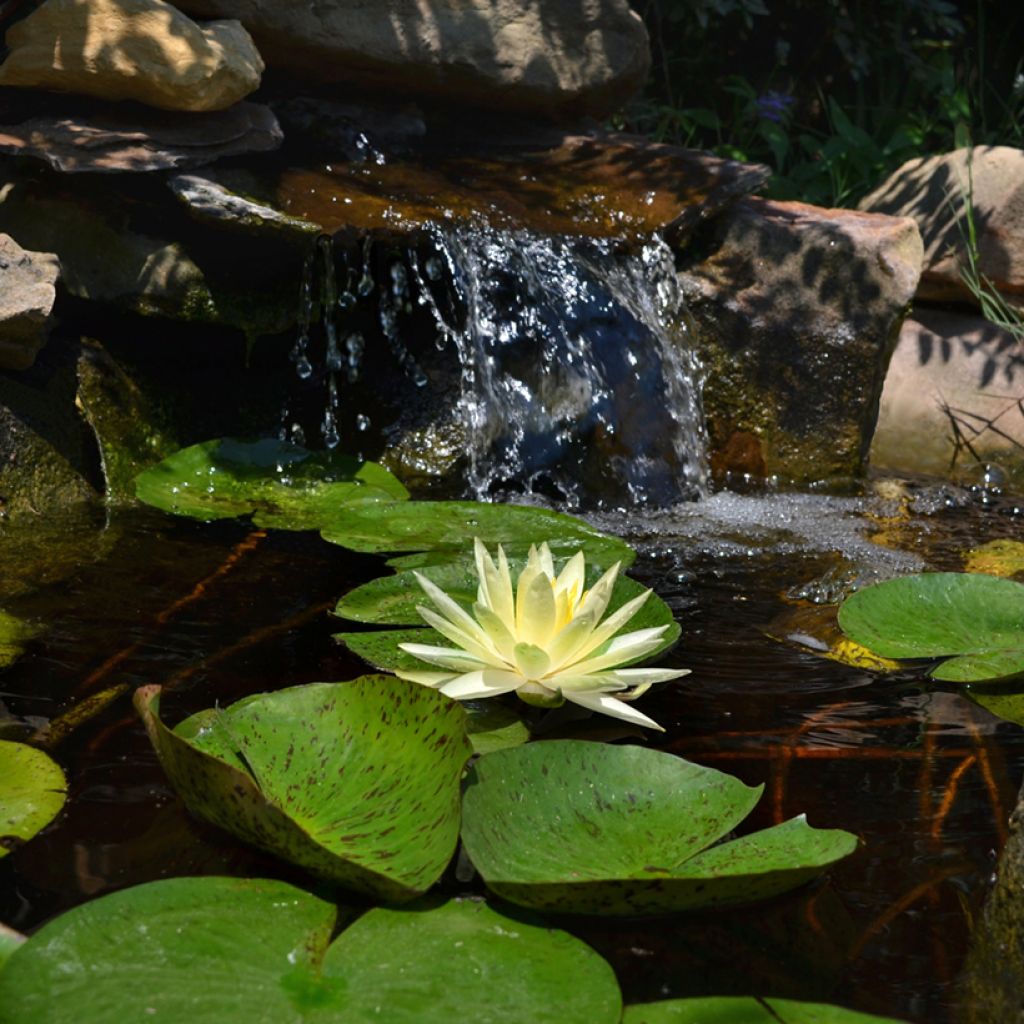 Nymphaea Texas Dawn