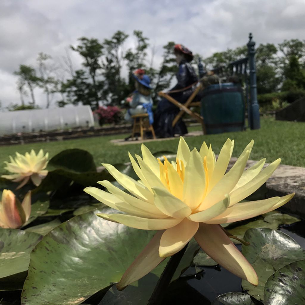 Nymphaea Texas Dawn