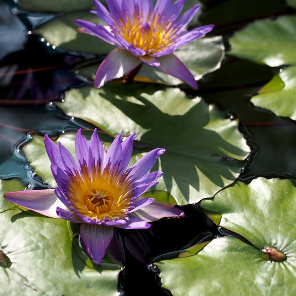 Nymphaea Tina