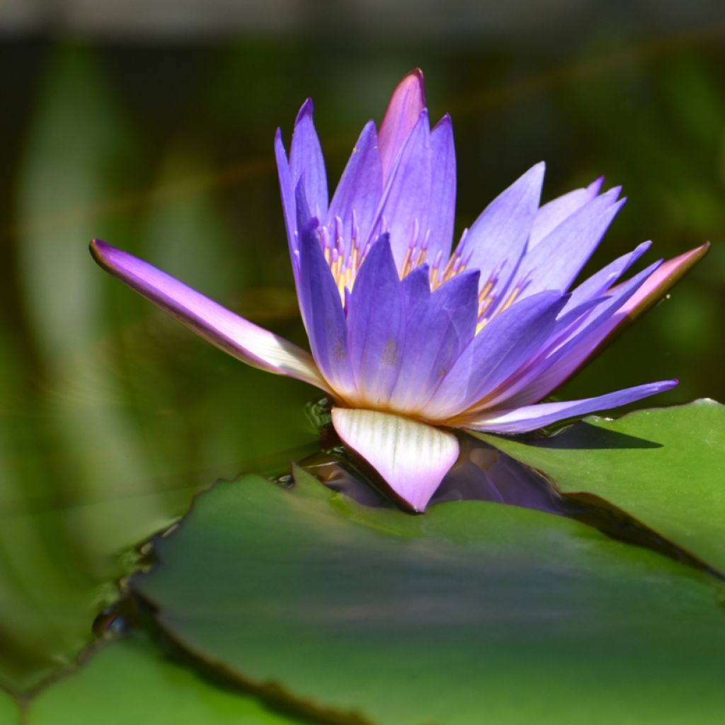 Nymphaea Tina