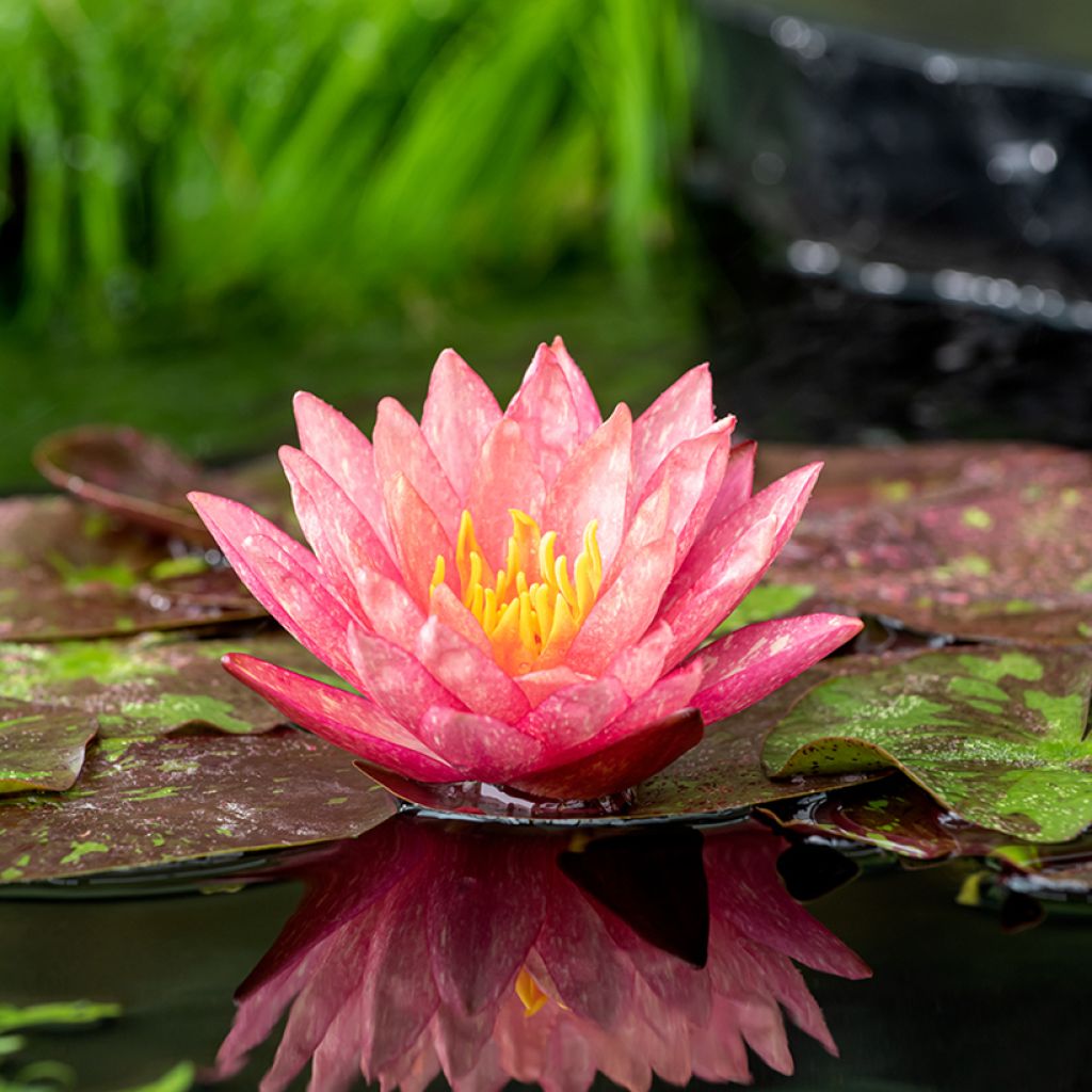 Nymphaea Wanvisa