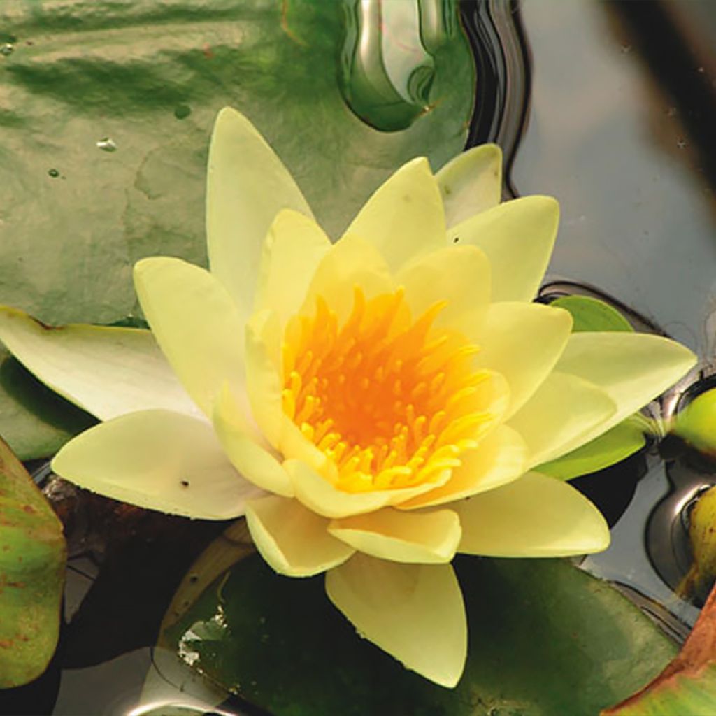 Nymphaea Yellow Sensation