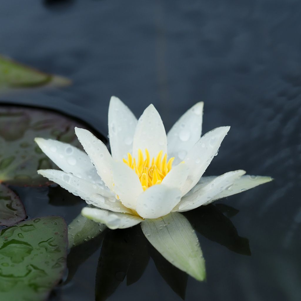 Nymphaea tetragona - Ninfea