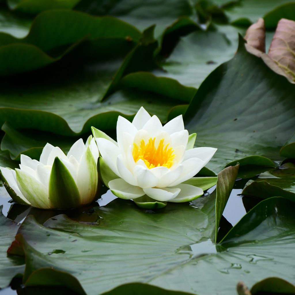 Nymphaea tetragona - Ninfea