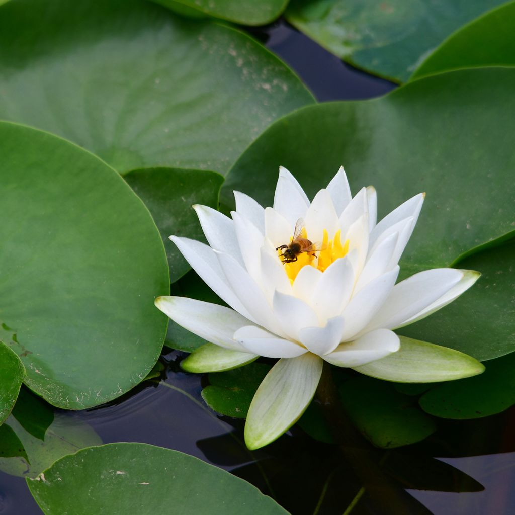 Nymphaea tetragona - Ninfea