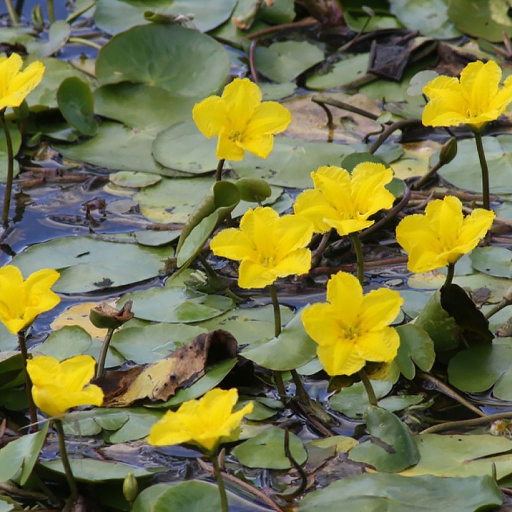 Nymphoides peltata - Limnantemio