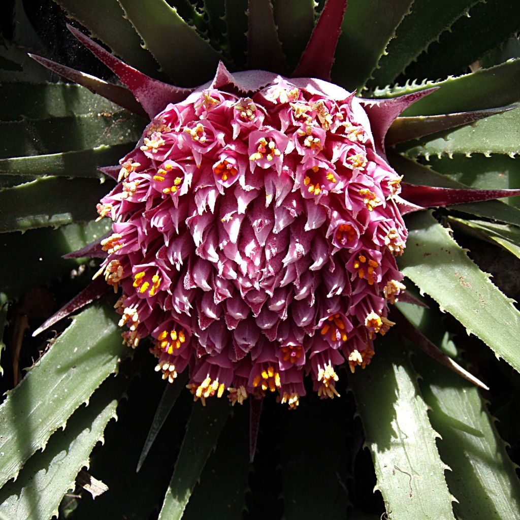 Ochagavia carnea