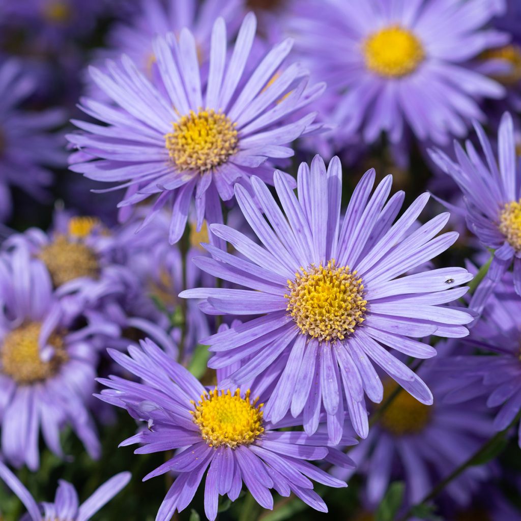 Aster amellus Grunder - Astro di Virgilio