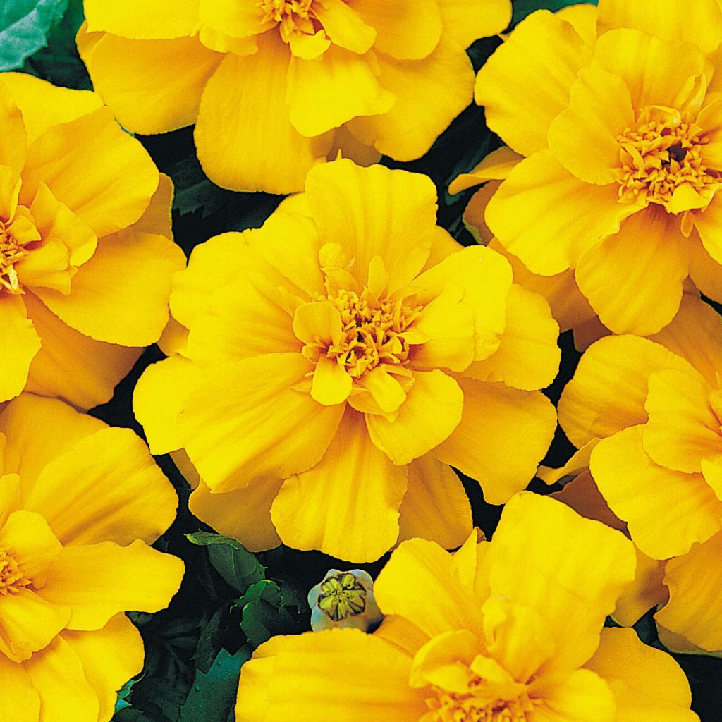 Œillet d'Inde Durango Yellow - Tagetes patula