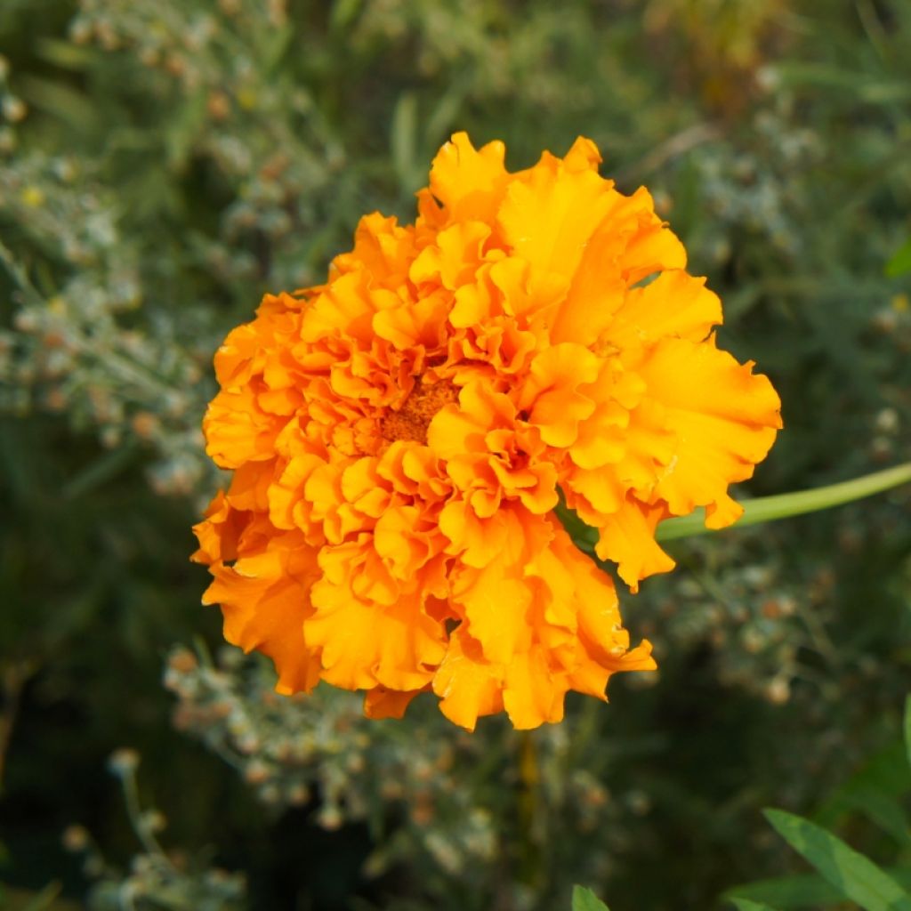 Tagetes patula Bonanza Orange - Tagete