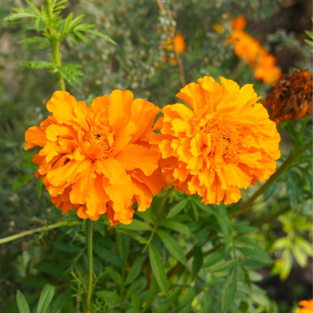 Tagetes patula Bonanza Orange - Tagete