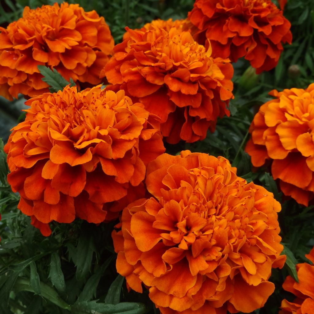 Tagetes Fireball